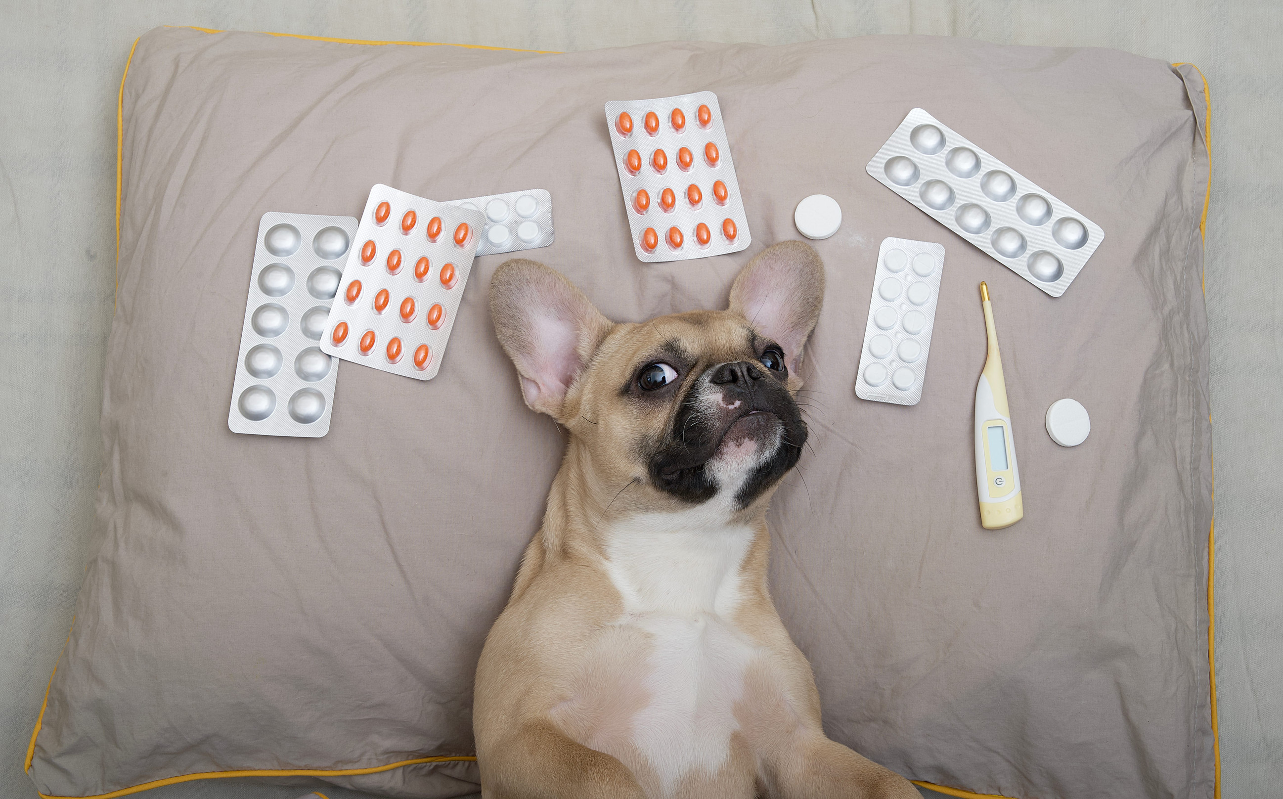 Pet medication and veterinary compounding support